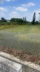 頂豐段, Tianwei Township, Changhua County 522, Taiwan