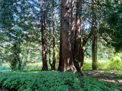 6080 ROSS ROAD, Ryder Lake, British Columbia V2R 4S6, Canada