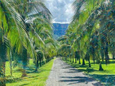 Palmar Sur Osa, Puntarenas 00001, Costa Rica