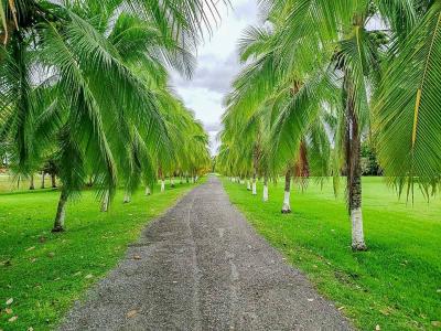 Palmar Sur Osa, Puntarenas 00001, Costa Rica