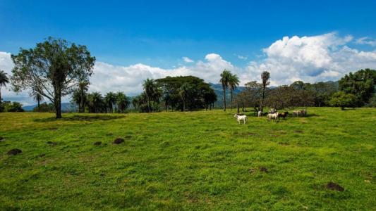 Picagres Mora, San José 00001, Kosta Rika