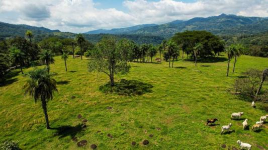 Picagres Mora, San José 00001, Kosta Rika