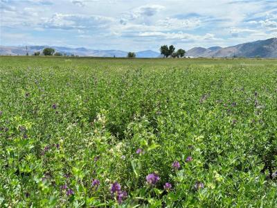 nhn Garcon Gulch Road, Hot Springs, Montana 59845