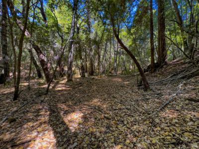 3700 Redwood Creek Road, Willits, California 95490