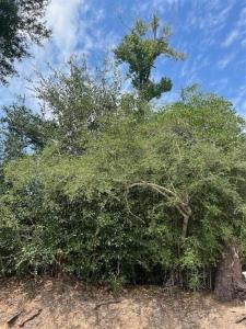 0 Ledoux Road, 爱荷华州, 路易西安纳州 70647, 美国