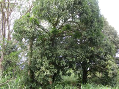 Lot 582, Makuu Dr, Keaau, Hawaii 96749, USA