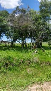 ytu pora , Pirebebuy, Cordillera 00001, Paraguay