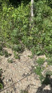 TABLAJE 14,159,, Valladolid, Yucatan 97780, Mexique