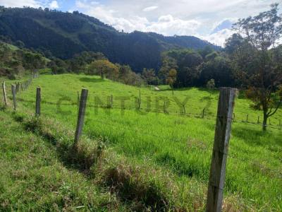 1 FINCA LA ESPERANZA, Bailadores, Mérida 5144, Venezuela