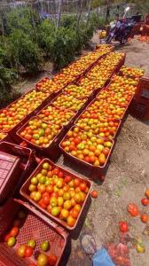 1 FINCA LA ESPERANZA, Bailadores, Mérida 5144, ונצואלה 