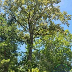 0000 Driskell Bridge RD, Harleton, Texas 75651