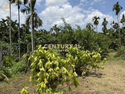 新東段, Xinpi Township, Pingtung County 925, 대만