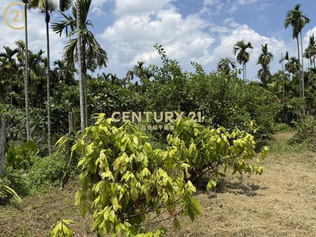 新東段, Xinpi Township, Pingtung County 925, 대만