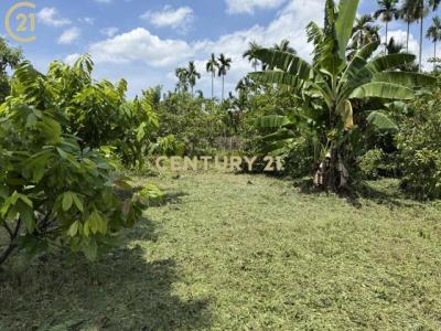 新東段, Xinpi Township, Pingtung County 925, 대만