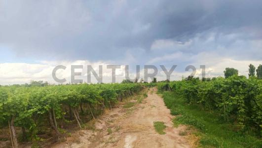 Guaymallén, Mendoza 00001, Argentine