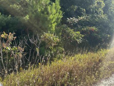 Lots 26-30 Willow Street, Lake, Michigan 48632