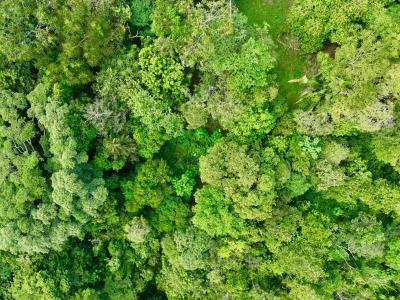 Tres Ríos Puerto Cortés Osa, Puntarenas 00001, Costa Rica