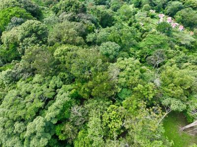 Tres Ríos Puerto Cortés Osa, Puntarenas 00001, Costa Rica