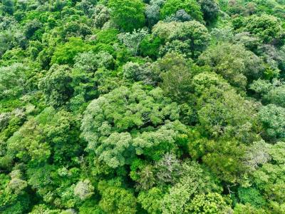 Tres Ríos Puerto Cortés Osa, Puntarenas 00001, Costa Rica