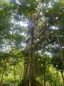 Tres Ríos Puerto Cortés Osa, Puntarenas 00001, Costa Rica