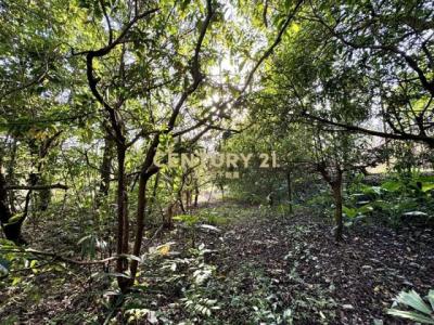 北港溪段, Guoxing Township, Nantou County 544, Taiwan