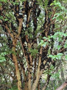 北港溪段, Guoxing Township, Nantou County 544, Taiwan