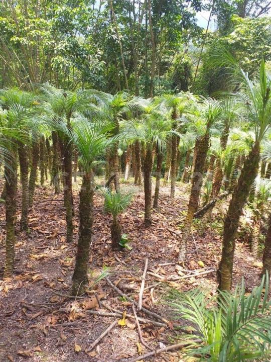 Zipacon, Cundinamarca 11010, Kolumbia