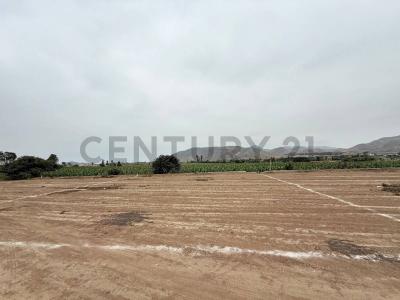 Aucallama , Huaral, Lima 00001, Peru