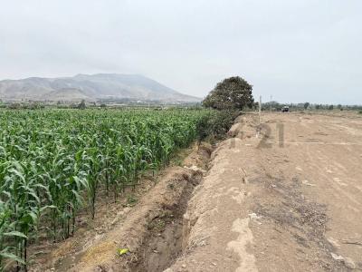 Aucallama , Huaral, Lima 00001, Peru