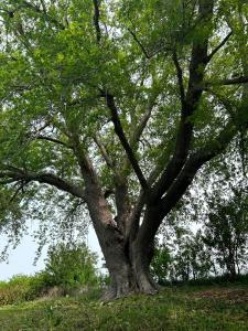 28076 690 Avenue, Colo, Iowa 50056, États-Unis