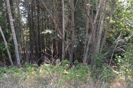 FRASER ROAD, Anglemont, ブリティッシュコロンビア V0E 1M8, カナダ