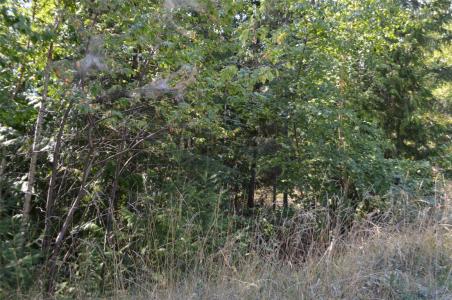 FRASER ROAD, Anglemont, ブリティッシュコロンビア V0E 1M8, カナダ