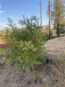 5640 Gramercy Place, Paradise, California 95969