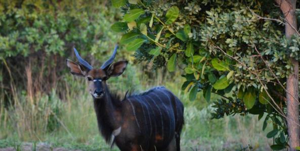 Vaalwater, Limpopo, South Africa
