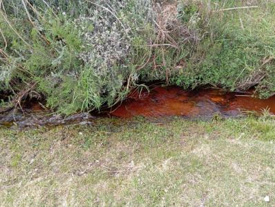 Pringle Bay, Western Cape, Güney Afrika