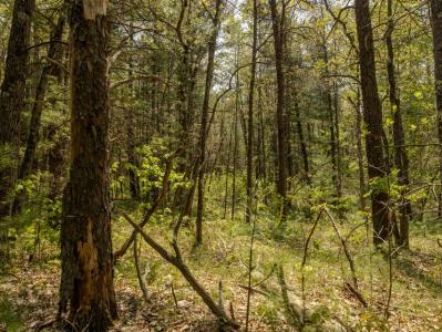 E. Koenig Road Parcel #1, Free Soil, Michigan 49411, Estados Unidos