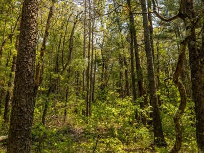 E. Koenig Road Parcel #2, Free Soil, Michigan 49411, USA