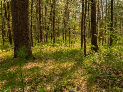 E. Koenig Road Parcel #2, Free Soil, Michigan 49411, USA