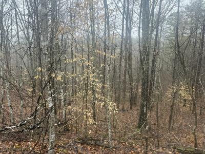 91 Acres Land Cains Creek Road, Blaine, Kentucky 41124, USA