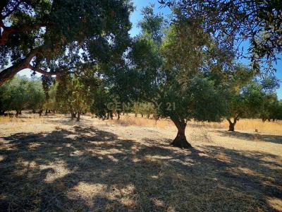 Palmela, סטובל 2950, פורטוגל