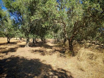 Palmela, סטובל 2950, פורטוגל