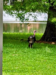 3451 Mermoor Drive, Palm Harbor, Florida 34685, Stati Uniti