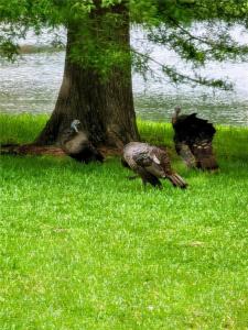 3451 Mermoor Drive, Palm Harbor, Florida 34685, Stati Uniti