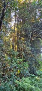 99 Rocky Creek Dam Road, Dunoon, NSW 2480, Australia