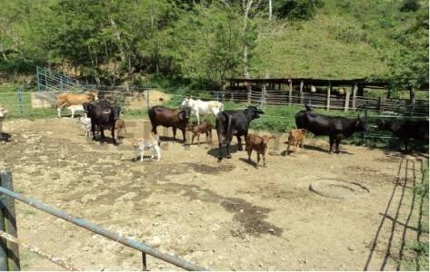 Yaracuy Venta de Finca en Nirgua, San Felipe, Yaracuy 3201, ベネズエラ
