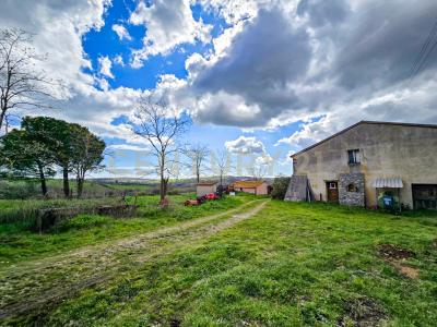 località mandorlaie, Scansano, Toscana 58054, Itália