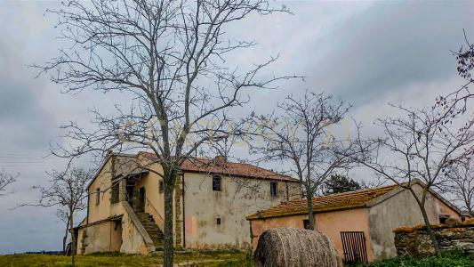 località mandorlaie, Scansano, Toscana 58054, Itália