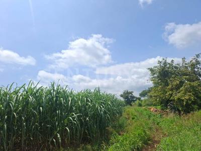 Cuauhtemoc, Colima 28523, México