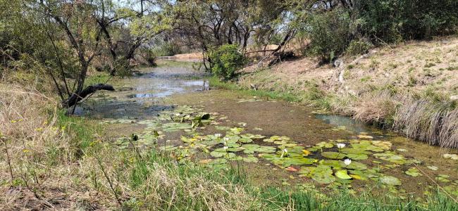 Bela Bela, Limpopo, Nam Mỹ