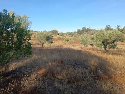 布朗库堡区, 布朗库堡区 6000-630, 葡萄牙